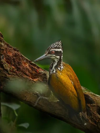 A Greater Flameback woodpecker, similar to the Lesser Goldenback but with subtle differences we learn to identify on my tours.