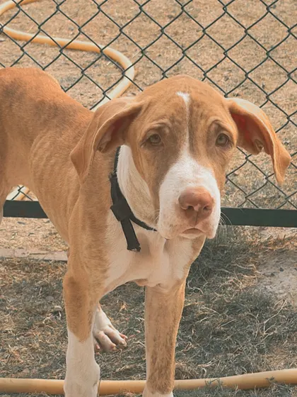 This is Angel, who we rescued on Diwali night. She was adopted but came back to us. She has a sad look in her eyes but is the sweetest girl.