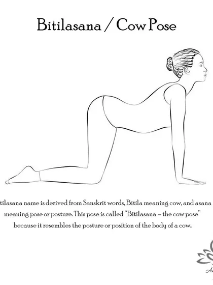 Bitilasana (Cow Pose) is often paired with Cat Pose to warm up the spine, relieve back pain, and create a gentle stretch in the front body and neck.