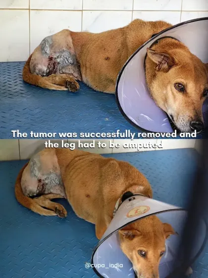 The tumor was successfully removed, but the leg had to be amputated to ensure all cancerous tissue was gone. She is seen here resting shortly after the surgery.