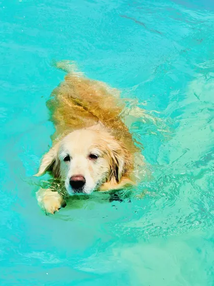 A beautiful shot of a Golden Retriever gliding through the bright blue water of our pool.