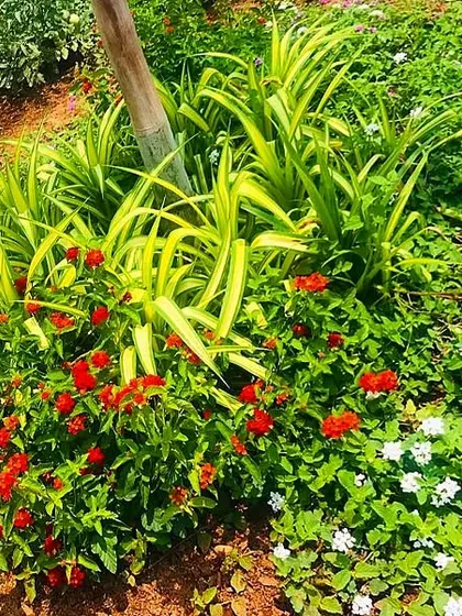 This combination of red Lantana, white Tridax, and variegated spider lily creates a vibrant, multi-colored groundcover that is both beautiful and hardy, perfect for Chennai's climate.