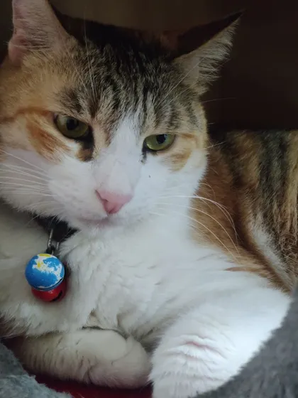 Sundari, a beautiful calico, looking very thoughtful and serene. Her name means 'beautiful' and it fits her perfectly.