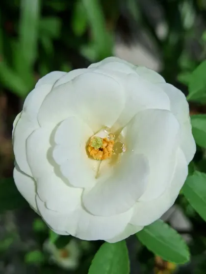 A final, beautiful white Button Rose.