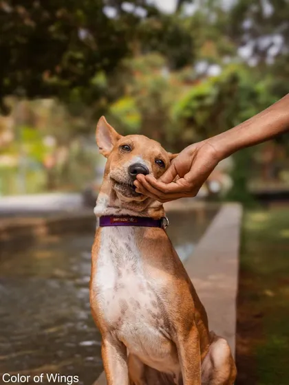 The "ADOPTED" version of the chin scratch photo. So happy for this boy.