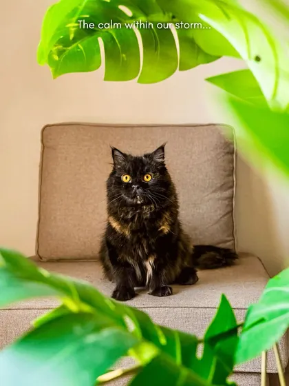 This is Whiskey, the calm within the storm of her two playful siblings. This portrait, framed by green leaves, captures her gentle, princess-like soul. She's a master of finding peace and just existing beautifully.