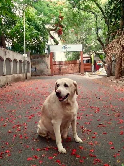 Whiskey has her rituals, like waiting for the first monsoon drizzle every year. She is not just my dog; she is my partner in crime and the official taste tester for everything that comes out of my kitchen.