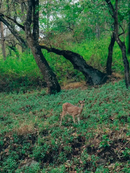 A lone deer standing on a slope in the forest, surrounded by uniquely shaped trees. This composition highlights the relationship between the animal and its environment.
