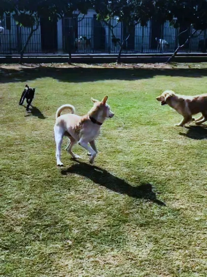 A wide shot of the play area, showing dogs running freely. This gives a great sense of the scale of our facility.