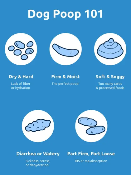 Beyond color, the consistency of your dog's poop says a lot. This guide shows the difference between the perfect firm and moist poop versus dry, soft, or watery stool, and what each might mean.