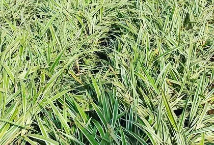 A field of variegated Spider Plants, which are great for ground cover or as border plants.
