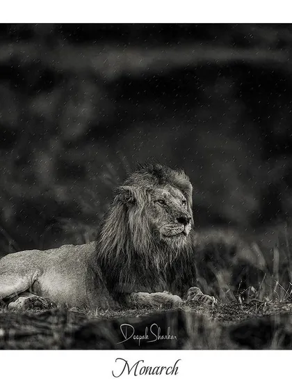 Monarch. This titled print is a powerful and artistic statement, celebrating the regal nature of the lion even in a quiet, rainy moment.