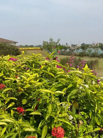 Our gardens are filled with a variety of colorful flowering bushes. These vibrant blooms add cheerful splashes of color to the predominantly green landscape, uplifting the spirit.