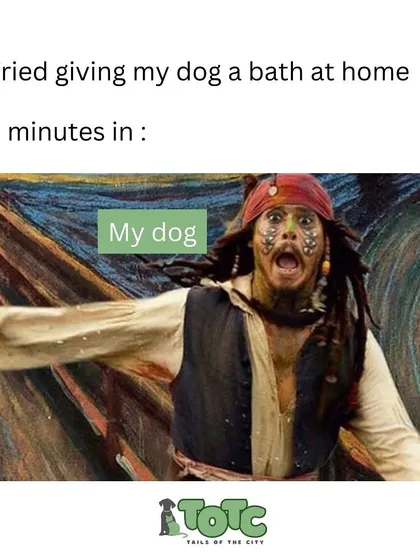Does giving your dog a bath at home feel like this? We get it! Our professional bathing station and experienced groomers make bath time a breeze.