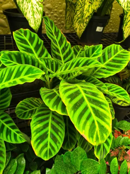 A close-up of the Calathea Zebrina, also known as the Zebra Plant, for its striking striped leaves. It adds a touch of the exotic to any indoor jungle.