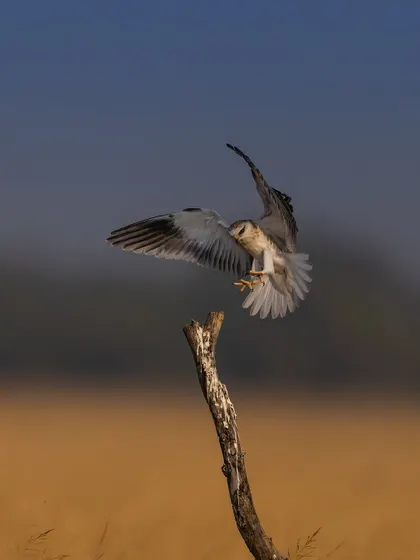 The kite comes in for a landing, with its talons out and wings cupped to break its speed. This is a peak action moment that requires a fast shutter speed to freeze perfectly.