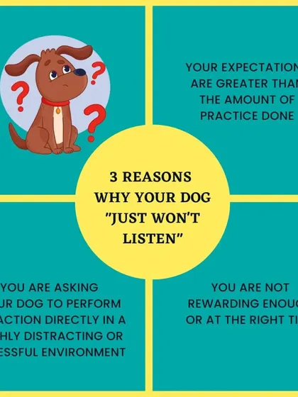 If you feel your dog "just won't listen," there are usually a few common reasons. Often, our expectations are too high, we aren't rewarding enough, or we're asking for too much in a stressful environment.