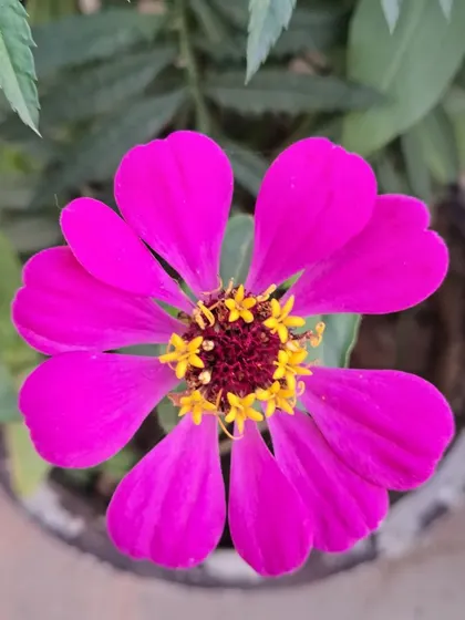 A beautiful pink Zinnia flower.