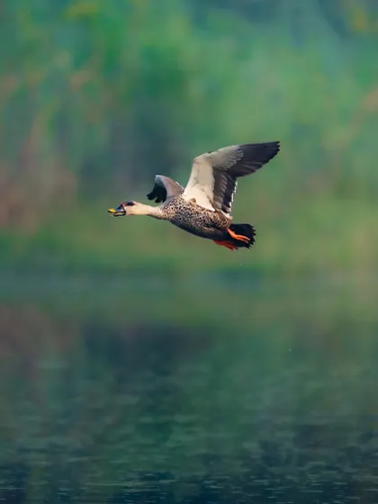 The same species of duck in graceful flight over the water. This shot focuses on the beauty of its form and the reflection on the water's surface.