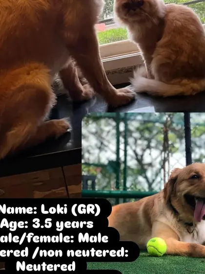 Here are all the important details for Loki. He is a 3.5-year-old male Golden Retriever who is neutered and great with both cats and babies. If you are in Bangalore and looking for a perfect family dog, he might be the one for you.