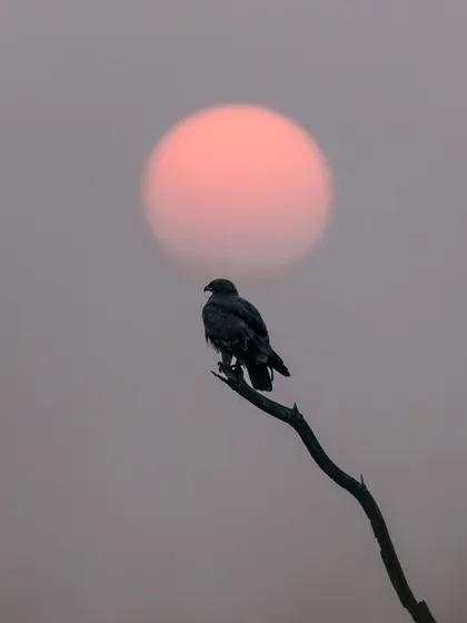 A raptor silhouetted against the large, hazy sun of a winter morning at Taal Chhapar. This is a highly creative and atmospheric shot that focuses on mood and composition.