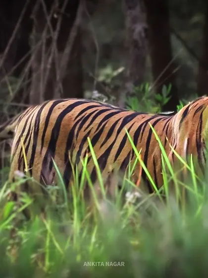 A powerful shot of a tiger, a keystone species essential for the health of our ecosystem. I am committed to promoting responsible wildlife tourism that supports conservation efforts.