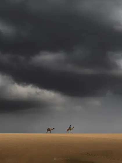 A dramatic shot of camels in the desert under a dark, stormy sky. A powerful and minimalist composition from my 2023 archives.