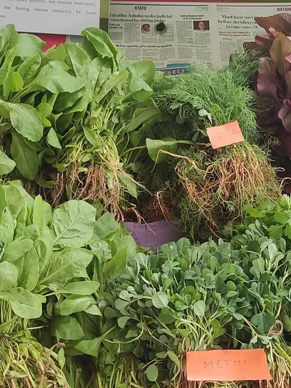 A vibrant and fresh harvest of our organic leafy greens. This assortment includes palak, methi, dill, and amaranthus, all grown in open fields with natural manure and ready to bring nutrition to your meals.