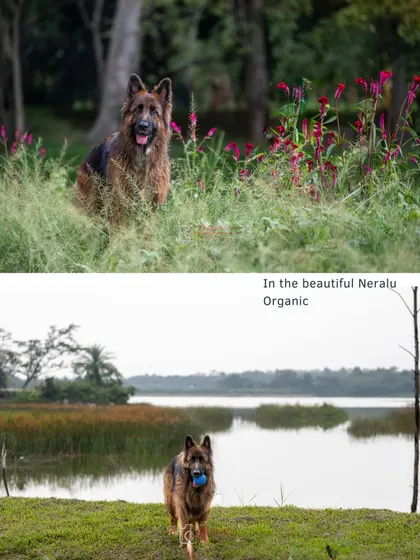 A collage of Ruby's adventure, from posing in the flowers to playing by the lake.