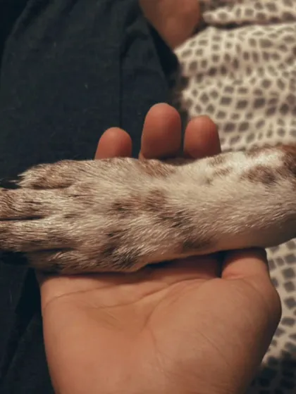 Holding Kenzo's paw is a quiet promise of safety and friendship. I cherish these small signs of trust and work to earn them with every pet I meet.