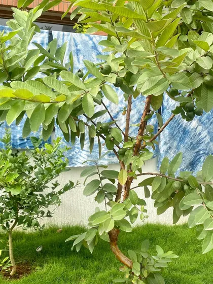 My garden provides the perfect backdrop for drying freshly dyed fabrics. The vibrant blue of the indigo stands out beautifully against the green leaves.