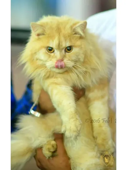 This fluffy ginger cat is getting a cuddle while licking its lips. We make sure every cat feels secure and cared for, with plenty of gentle handling.