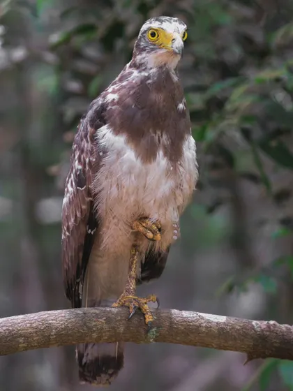 A juvenile Changeable Hawk-Eagle, much paler than the adult, with cleaner white underparts. It will develop its darker, more defined patterns as it matures.