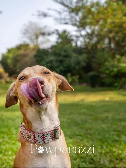 A close-up of Noor licking her lips after a treat. Celebrating her Gotcha Day with a cake smash was a fun way to mark this special milestone.
