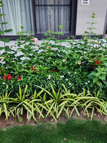A beautiful layered flower bed we planted, with variegated spider plants in the front and taller hibiscus and ixora plants behind.