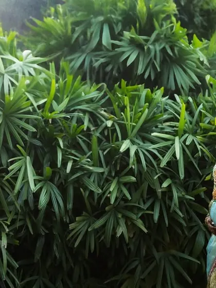 A serene portrait of a pregnant bride in a garden. This image beautifully captures a special and unique chapter in her life story with grace and elegance.