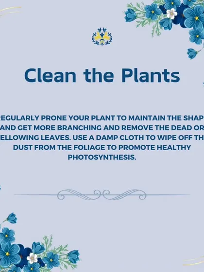 Spring is a great time for a clean-up. We regularly prune plants to maintain their shape, remove any dead leaves, and wipe dust from the foliage to promote healthy photosynthesis.