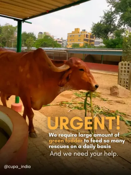 A donation towards green fodder makes a direct and immediate impact. It is one of our biggest daily expenses, and we rely on community support to meet this need.