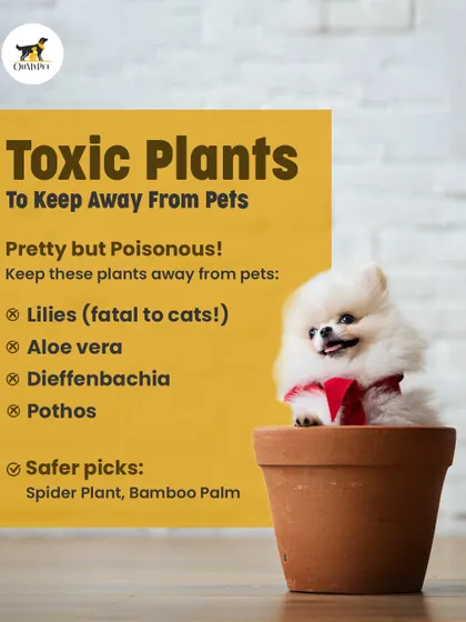 Some common houseplants like Lilies and Pothos can be toxic to pets. We've listed a few to watch out for and some safer green alternatives for your home.