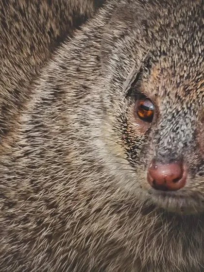 A close-up portrait of a small Indian mongoose, a common mammal that can often be spotted in the urban and semi-urban areas of Delhi NCR.