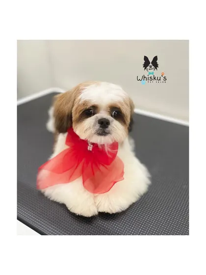 Neo the Shih Tzu puppy looking absolutely adorable after his groom. The red bow is the perfect finishing touch.