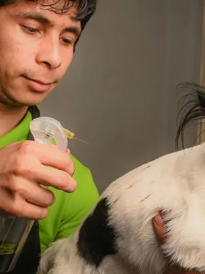 Here we are applying a hemp seed oil spray. This treatment is excellent for boosting immunity, improving gut health, and giving your pet a shinier coat.