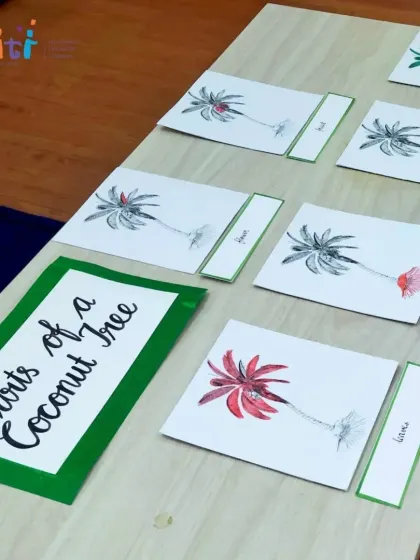 Montessori nomenclature cards showing the parts of a coconut tree. These materials were part of our in-depth project, which we shared with parents.