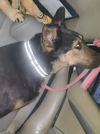 Another look at the rescued German Shepherd, now wearing a reflective collar for safety. He is now waiting for a loving forever home.