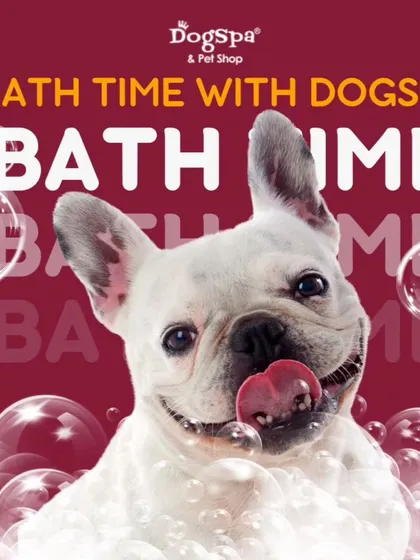 Bath time can be fun time. This happy French Bulldog is loving the warm, bubbly bath, which is the first step to a clean coat and healthy skin. I use only natural, pet-safe shampoos.