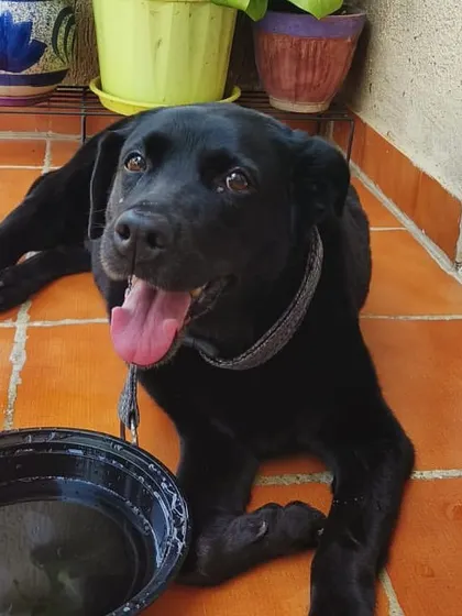 ADOPTED! Our special girl Karma, a 12 year old tripod Labrador, has found her forever home. After battling cancer and amputation, she is now living her best life.