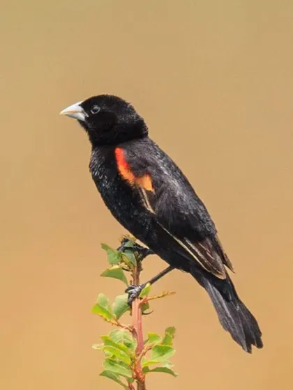 The Fan-tailed Widowbird, also known as the Red-shouldered Widowbird, is named for the male's long tail feathers and dark plumage, which reminded early naturalists of a widow's mourning dress.