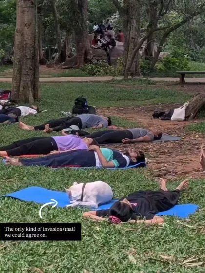 This picture captures the essence of our community. After a good practice, we settle into Savasana (Corpse Pose) for final relaxation, sometimes with a friendly canine invasion on the mat.