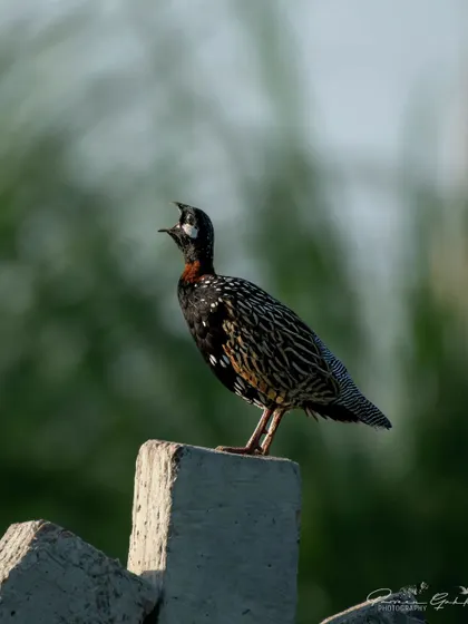 The Black Francolin, the state bird of Haryana, calls out from its perch, its intricate pattern shining in the light.