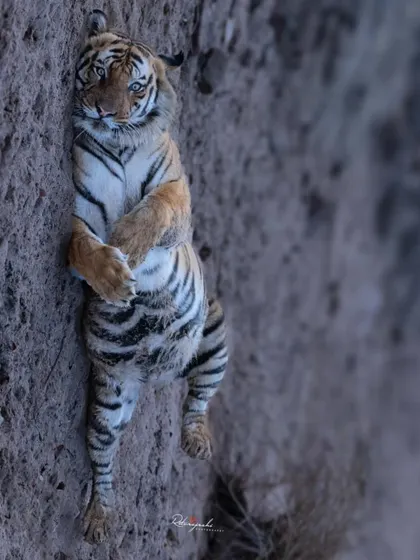 The tiger Poojari from Bandhavgarh, relaxing in a playful pose. Even the mightiest kings have their moments of rest.